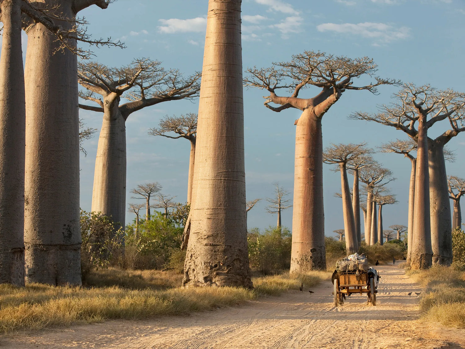 African Wonders